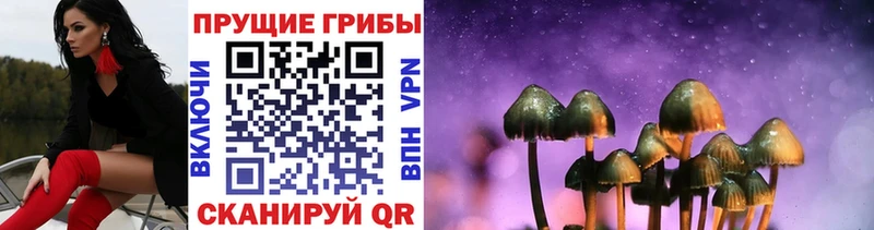 наркота  Петровск  Галлюциногенные грибы GOLDEN TEACHER 